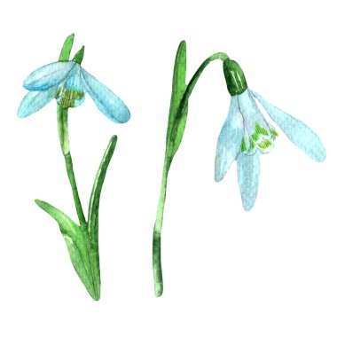 Set of three snowdrop flowers.Flowers for bouquets,wreaths,arrangements,wedding invintation,birthday,postcard,cards,logo,anniversary,greetings.Botanical illustration.