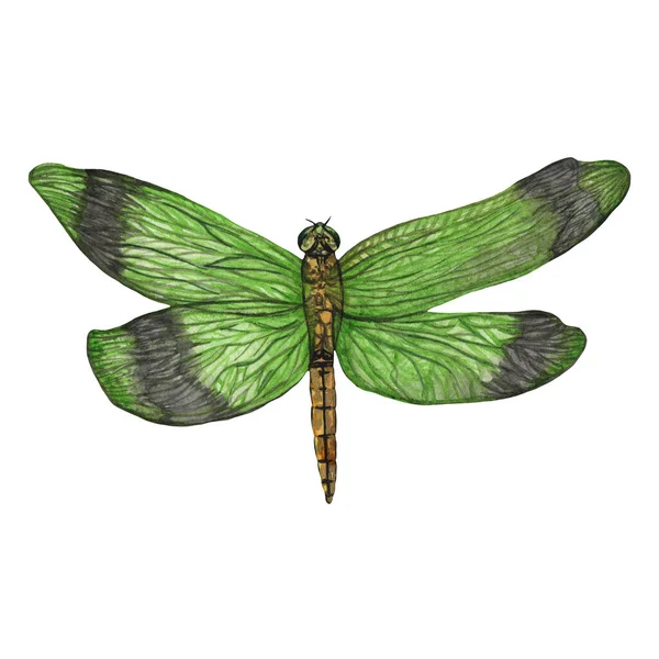 Watercolor Dragonflies Isolated Element Insects Watercolor Wildlife Hand Drawn Element — Fotografia de Stock