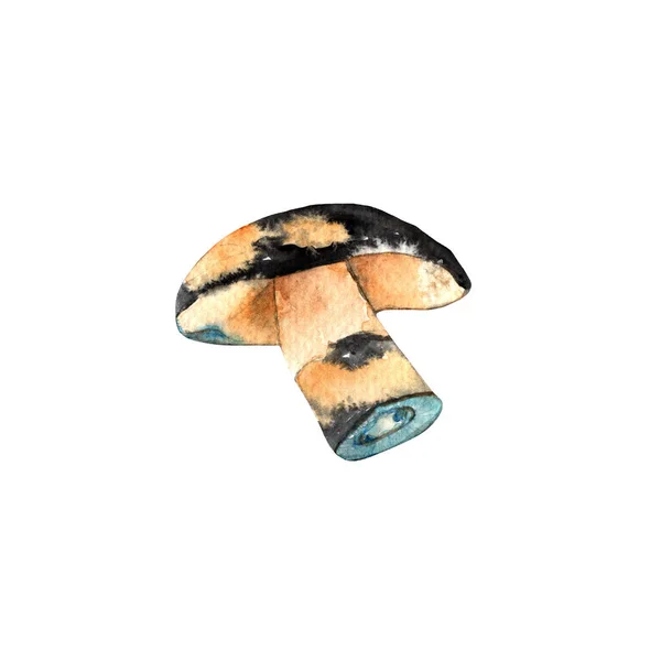 Blauer Thyronorus Mushrooms Aquarell Handgemalte Illustration Auf Weißem Hintergrund — Stockfoto