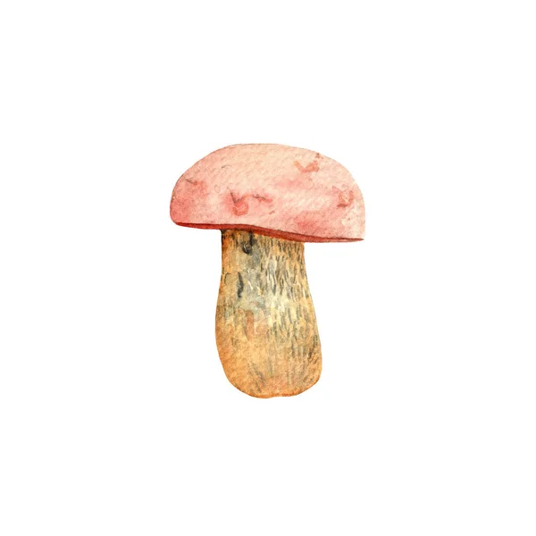 Boletus Mushrooms Watercolor Hand Painted Illustration White Background — ストック写真
