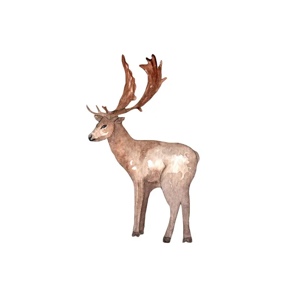 Deer Standing Watercolor Hand Painted Illustation White Background — Zdjęcie stockowe