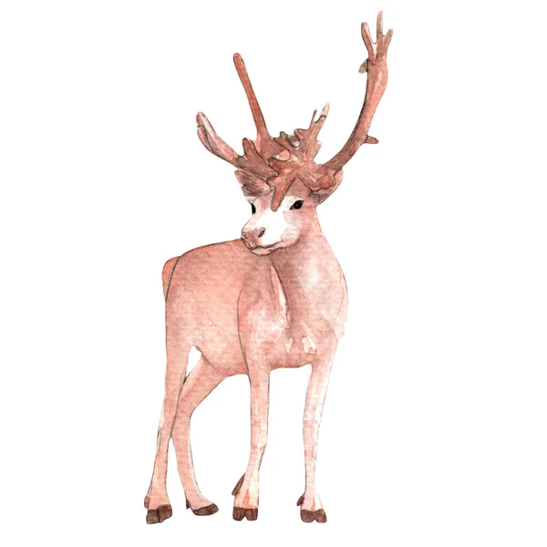 Cerf Debout Aquarelle Peint Main Illustation Sur Fond Blanc — Photo