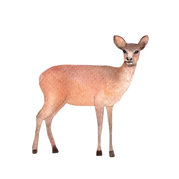 Deer Standing Watercolor Hand Painted Illustation White Background — Fotografia de Stock