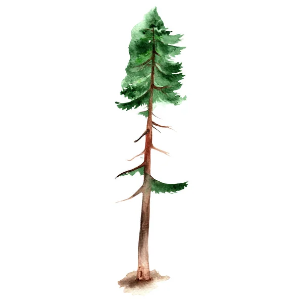 Fir Tree Hand Painted Watercolor Illustration Isolated White Background Eco — Stockfoto