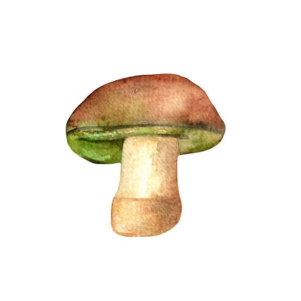 Mushrooms Blue Thyronorus Watercolor Hand Painted Illustration White Background — 图库照片