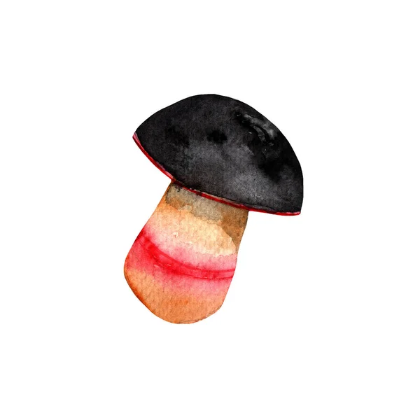 Mushrooms Boletus Watercolor Hand Painted Illustration White Background — Stock Fotó