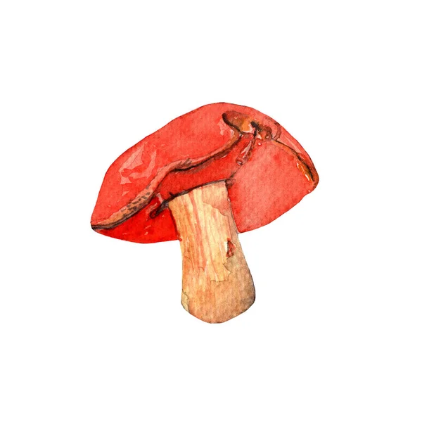 Mushrooms Boletus Watercolor Hand Painted Illustration White Background — 图库照片