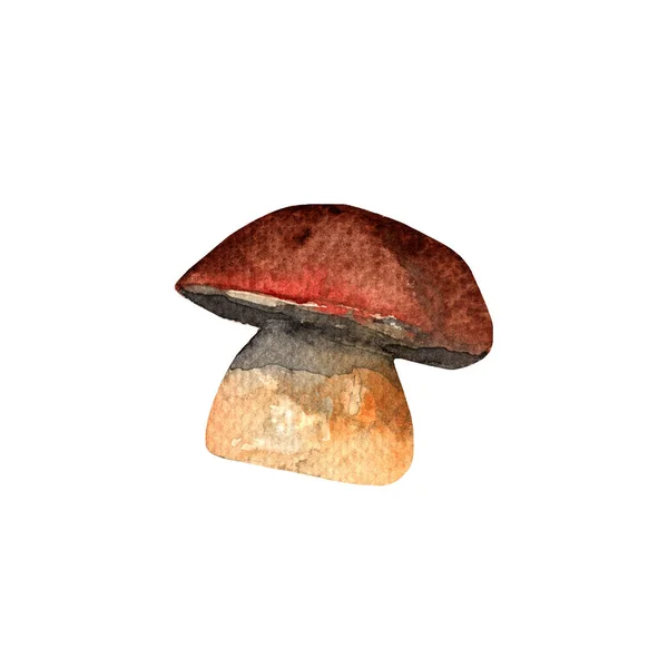 Mushrooms Cep Watercolor Hand Painted Illustration White Background — Stock Fotó