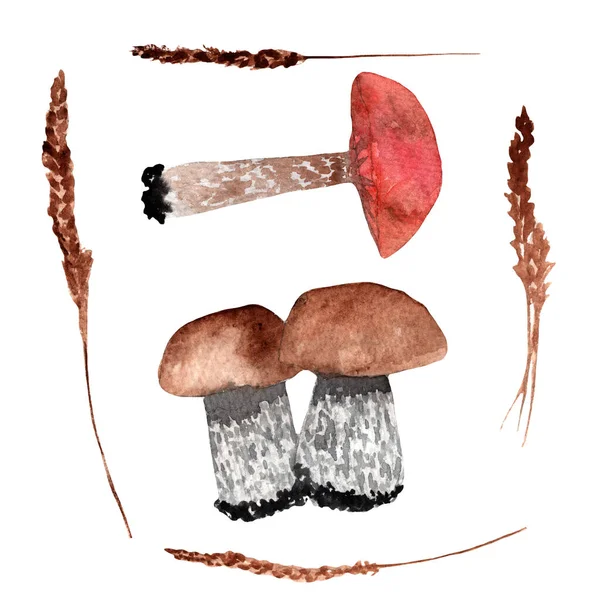 Mushrooms Set Costra Leccinum Espigas Secas Acuarela Ilustración Pintada Mano —  Fotos de Stock