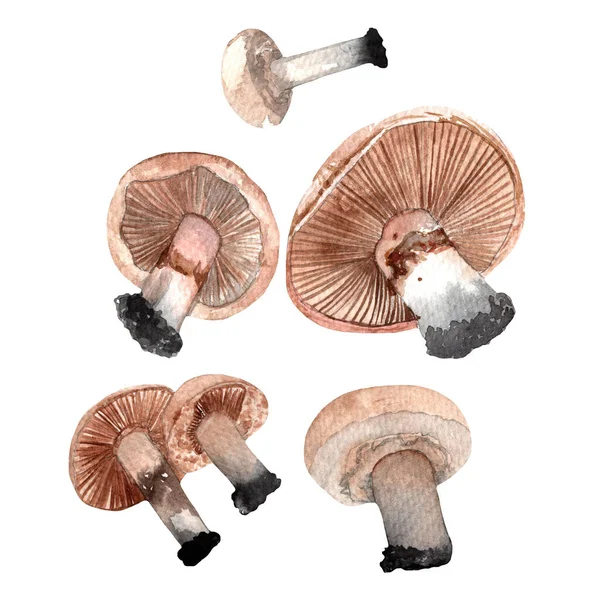 Mushrooms Set Agaricus Champignon Watercolor Hand Painted Illustration White Background — Stock Fotó