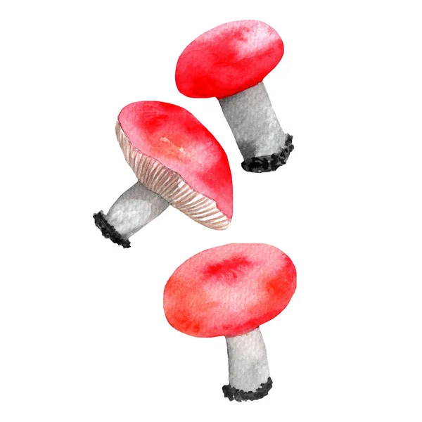 Mushrooms Set Russula Watercolor Hand Painted Illustration White Background — 图库照片