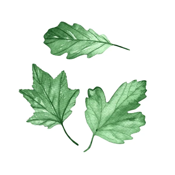 Watercolor Hand Painted Leaves Isolated White Background — 스톡 사진