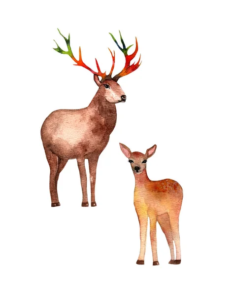 Watercolor Deer Wild Forest Set Illustration Hand Drawn White Background — Fotografia de Stock