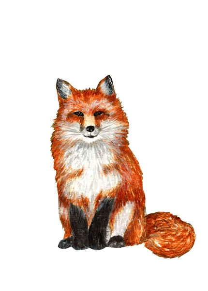 Watercolor Illustration Fox Illustration White Background — Fotografia de Stock