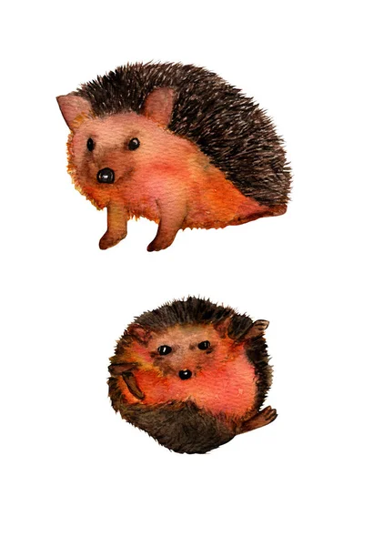 Watercolor Cute Hedgehog Forest Animal Illustration White Background — Stock Photo, Image