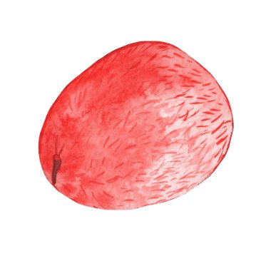 Watercolor illustration of litchi, whole isolated on white background.