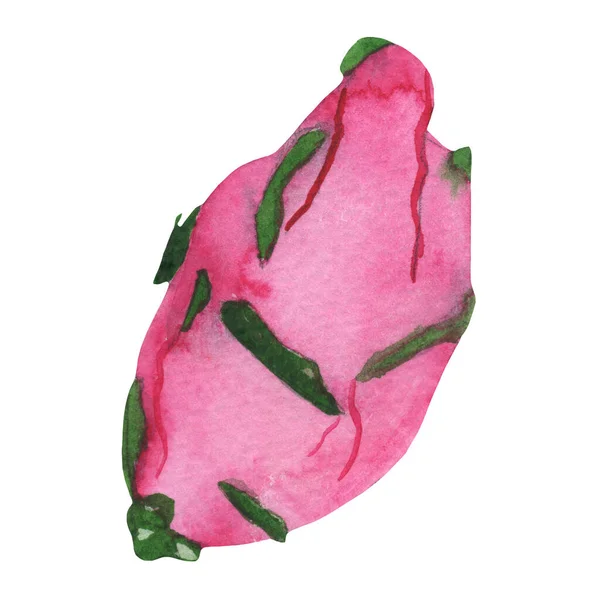 Hand Draw Watercolor Dragon Fruit Pitaya White Background — Stok fotoğraf