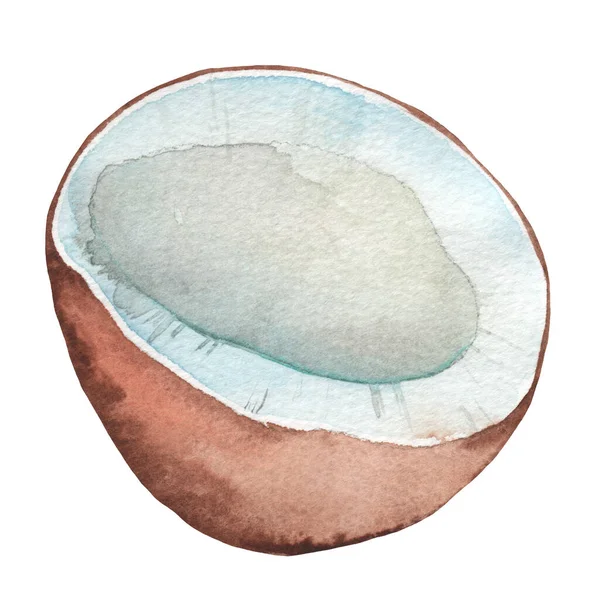 Watercolor Hand Drawn Coconut Botanical Illustration Isolated White Background — Stockfoto