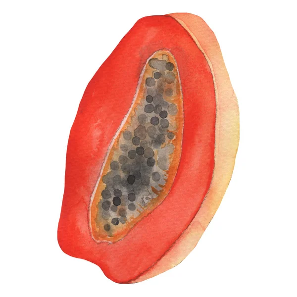 Watercolor Hand Drawn Illustration Tropical Exotic Ripe Papaya Fruit Orange — 图库照片