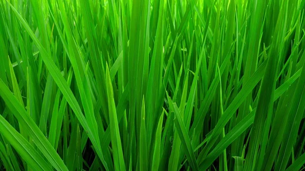 Rýžová Plantáž Zelená Rýžová Pole Ekologické Pěstování Rýže Asii Indonesia — Stock fotografie