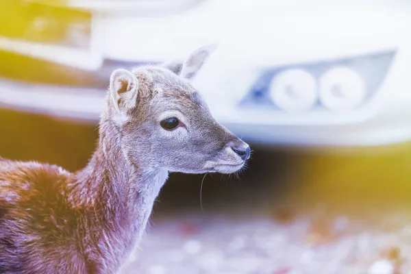 Rehe Überqueren Landstraße Vor Herannahendem Auto Verkehrssicherheitskonzept Stockbild