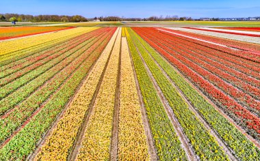 Hollanda 'daki çiçek tarlaları yukarıdan görüldü.