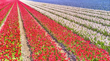 Hollanda 'daki çiçek tarlaları yukarıdan görüldü.