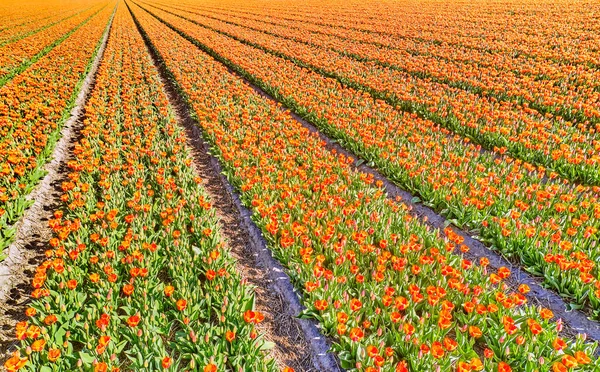 Pola Kwiatowe Niderlandach Widziane Góry — Zdjęcie stockowe