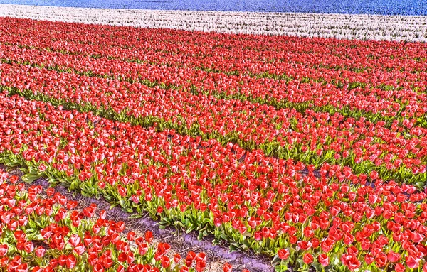 上から見たオランダの花畑 — ストック写真