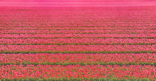 Pola Kwiatowe Niderlandach Widziane Góry — Zdjęcie stockowe