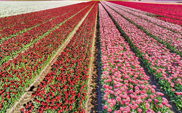 Flower Fields Netherlands Seen — Stock Photo, Image