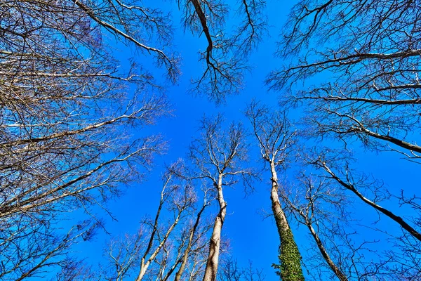Mirando Través Los Árboles Sin Hojas Cielo Azul Por Encima — Foto de Stock