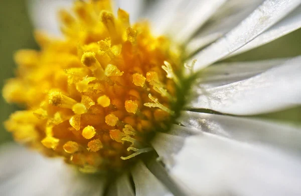 Makro Foto Gul Och Vit Blomma — Stockfoto