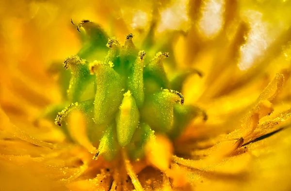 Makro Zdjęcie Żółtego Białego Kwiatu — Zdjęcie stockowe