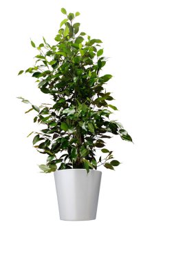 Stüdyo ortamında esrar bitkisi, beyazda izole edilmiş..