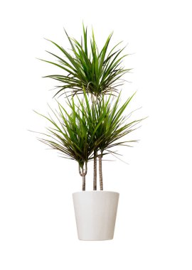 Stüdyo ortamında esrar bitkisi, beyazda izole edilmiş..