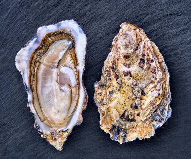 Açık taze çiğ istiridye, yalıtılmış ve yemeye hazır..