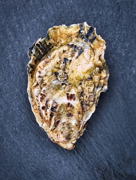Свіжі Сирі Устричні Молюски Ізольовані Готові Їжі — стокове фото