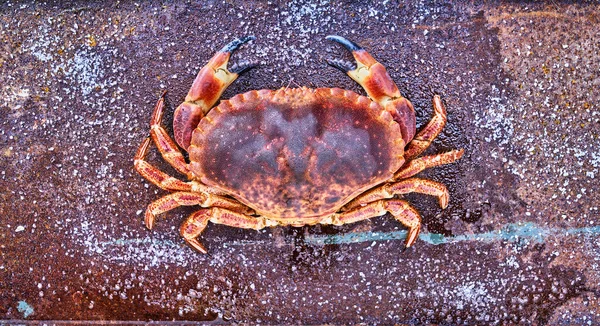 Alive Fresh crab on a white background