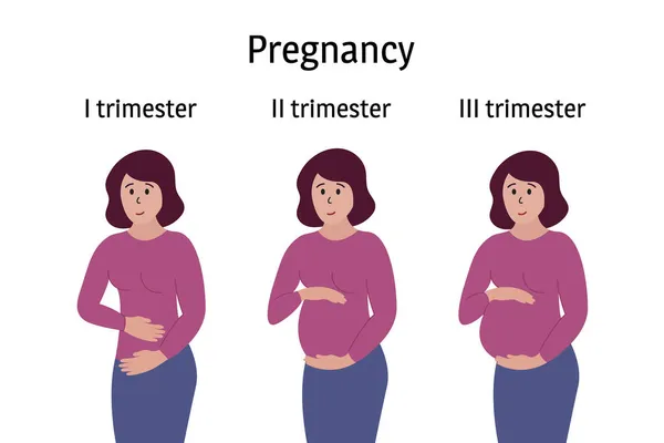 Fasi Della Gravidanza Donna Incinta Piedi Sorridente Commovente Pancia Diversi — Vettoriale Stock