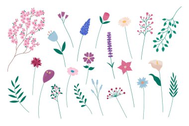 Flowers collection isolated. Set of vector flat floral design elements. Blooming flowers of sakura, lavender, chamomile and other on white background