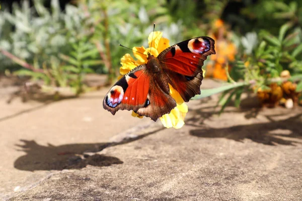 Colorida Mariposa Brillante Una Flor Caléndula Amarilla Día Soleado Otoño — Foto de Stock