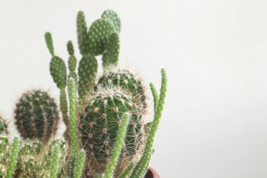 Evde kaktüs yetiştirme kavramı. Gri arkaplanda çeşitli kaktüslerin yakın plan kompozisyonu, metin için bir yer