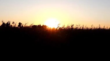 Kuru mısırların siluetleri bir sonbahar akşamında batan güneşin arka planında rüzgarda sallanıyor.