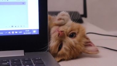 Küçük kırmızı bir kedi yavrusu dikkatle bir bilgisayar ekranının arkasından bakıyor.