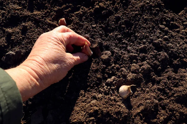 Estação Plantação Antes Inverno Mão Homem Planta Cebolas Solo Fértil — Fotografia de Stock