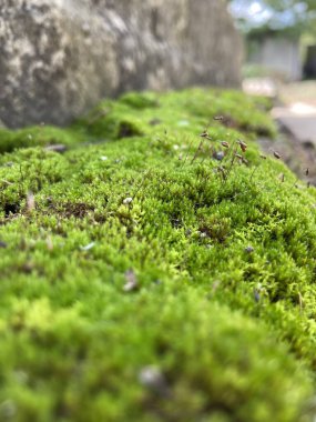 yeşil yosun arkaplan dokusunu kapat