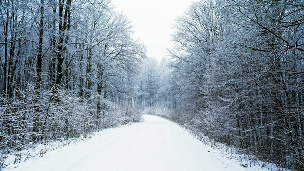 The White Fabulous Landscape of a Magical Forest with a Snow-covered Road in the Warm Rays of the Rising Sun.