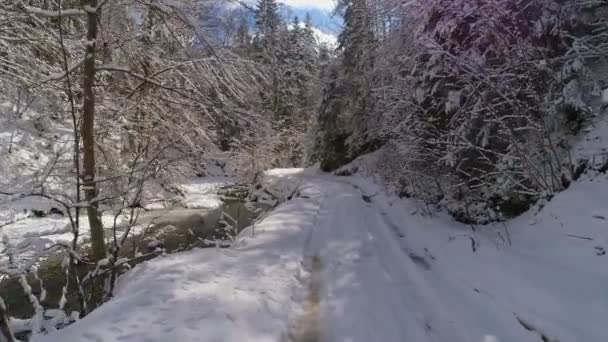 Vista aérea ao longo de um rio serrano cercado por árvores mágicas cobertas de neve — Vídeo de Stock