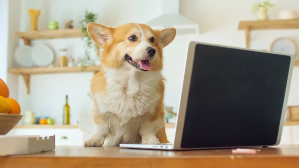 Porträtt av söt hund Sitter vid bordet, på bordet är färsk frukt, Pizza, och laptop. Rolig affärshund entreprenör med en bärbar dator — Stockfoto